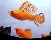 picture of Red Dalmatian Sailfin Molly Pair Med                                                                 Poecilia velifera