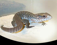 picture of Savannah Monitor Sml                                                                                 Varanus exanthematicus