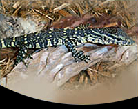 picture of Nile Monitor Sml                                                                                     Varanus niloticus