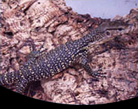 picture of Water Monitor Sml                                                                                    Varanus salvator