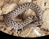 picture of Western Hognose Snake Sml                                                                            Heterodon nasicus