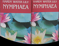 picture of Red Hardy Water Lily                                                                                 Nymphaea sp.