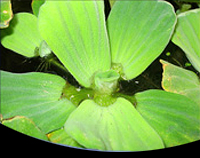 picture of Water Lettuce Floating Plant                                                                         Pistia stratiotes 