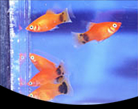 picture of Red Crescent Platy Med                                                                               Xiphophorus maculatus