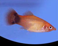 picture of Sunburst Crescent Platy Med                                                                          Xiphophorus maculatus