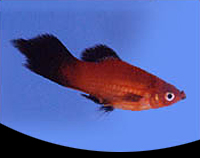 picture of Assorted Plumetail Platy Med                                                                         Xiphophorus maculatus