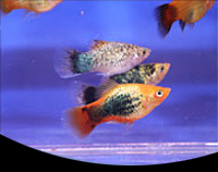 picture of Assorted Neon Platy Med                                                                              Xiphophorus maculatus