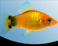 picture of Assorted Neon Crescent Platy Med                                                                     Xiphophorus maculatus