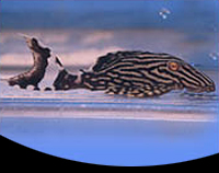 picture of Royal Pleco L191 Med                                                                                 Panaque nigrolineatus 'l191'