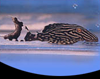 picture of Royal Pleco L191 Reg                                                                                 Panaque nigrolineatus 'l191'