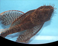 picture of Longfin Bristlenose Pleco L144a Lrg                                                                  Ancistrus temmincki