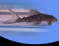 picture of Opal Pleco L082 Med                                                                                  Ancistrinae sp. 'l082'