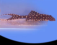 picture of Acanthicus Adonis Pleco L155 Reg                                                                     Acanthicus adonis 'l155'