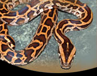 picture of Burmese Python Sml                                                                                   Python molurus bivittatus