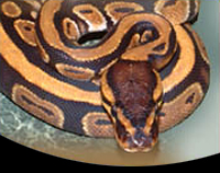 picture of Ball Python M/S (2022 batch / Established)                                                           Python regius