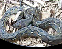 picture of Reticulated Python Sml ***GA Sales Only***                                                           Python reticulatus