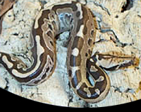 picture of Borneo Blood Python Sml                                                                              Python curtus breitensteini