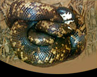 picture of Calabar Burrowing Python Med                                                                         Calabaria reinhardtii
