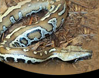 picture of Red Blood Python Sml                                                                                 Python curtus brongersmai