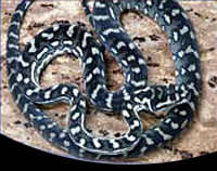 picture of Diamond X Carpet Python Hybrid Sml                                                                   Morelia spilota spilota x Morelia spilota