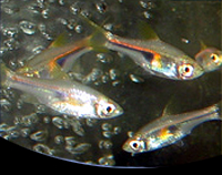 picture of Hengelli Rasbora Reg                                                                                 Trigonostigma hengelii