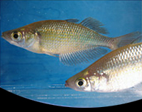 picture of Emerald Rainbow Med                                                                                  Glossolepis wanamensis