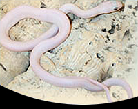 picture of Leucistic Texas Ratsnake Sml                                                                         Elaphe obsoleta lindheimeri