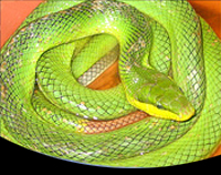 picture of Red Tailed Green Ratsnake Med                                                                        Gonyosoma oxycephala