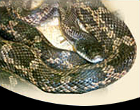 picture of Texas Ratsnake Sml                                                                                   Elaphe obsoleta lindheimeri