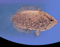 picture of Schomburgki Leaf Fish Reg                                                                            Polycentrus punctatus