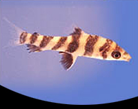 picture of Leporinus Fasciatus Lrg                                                                              Leporinus fasciatus