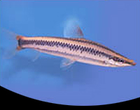 picture of Anostomus Anostomus Med                                                                              Anostomus anostomus