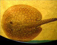 picture of Colombian Hystrix Stingray Med                                                                       Potamotrygon hystrix