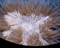 picture of Rock Flower Anemone Med                                                                              Epicystis crucifer