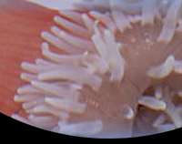 picture of Long Tentacle Anemone Sml                                                                            Macrodactyla doreensis