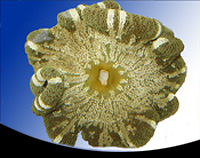 picture of Brown Carpet Anemone Lrg                                                                             Stichodactyla spp.