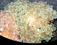 picture of Bubble Anemone Med                                                                                   Entacmaea quadricolor