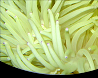 picture of Sebae Anemone Bali Lrg                                                                               Heteractis malu