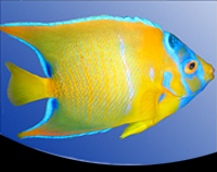 picture of Queen Angel Adult Med                                                                                Holacanthus ciliaris