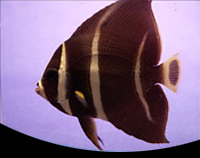 picture of Grey Angel Adult Lrg                                                                                 Pomacanthus arcuatus