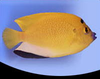 picture of Flag Fin Angel Med                                                                                   Apolemichthys trimaculatus
