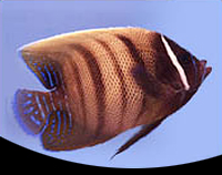 picture of Six Bar Angel Med                                                                                    Pomacanthus sexstriatus
