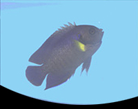 picture of Yellowfin Pygmy Angel Med                                                                            Centropyge flavipectoralis
