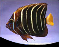 picture of Chrysurus Angel Adult Lrg                                                                            Pomacanthus chrysurus