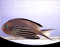 picture of Watanabie Angel Male Med                                                                             Genicanthus watanabei