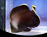 picture of Black Velvet Angel Med                                                                               Chaetodontoplus melanosoma