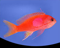 picture of Square Anthias Male Med                                                                              Pseudanthias pleurotaenia