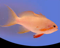 picture of Redcheek Anthias Male Med                                                                            Pseudanthias huchtii