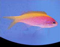 picture of Evansi Anthias Med                                                                                   Pseudanthias evansi 