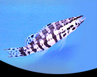 picture of Harlequin Bass Med                                                                                   Serranus tigrinus